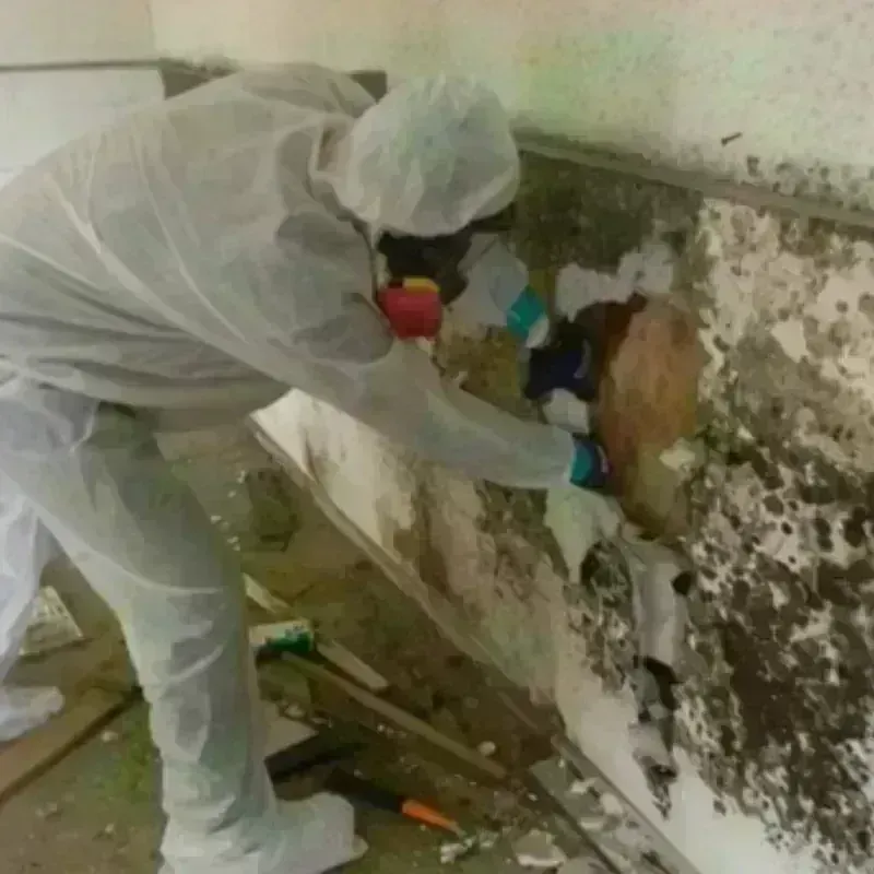 Mold Remediation and Removal in Marcellus, NY